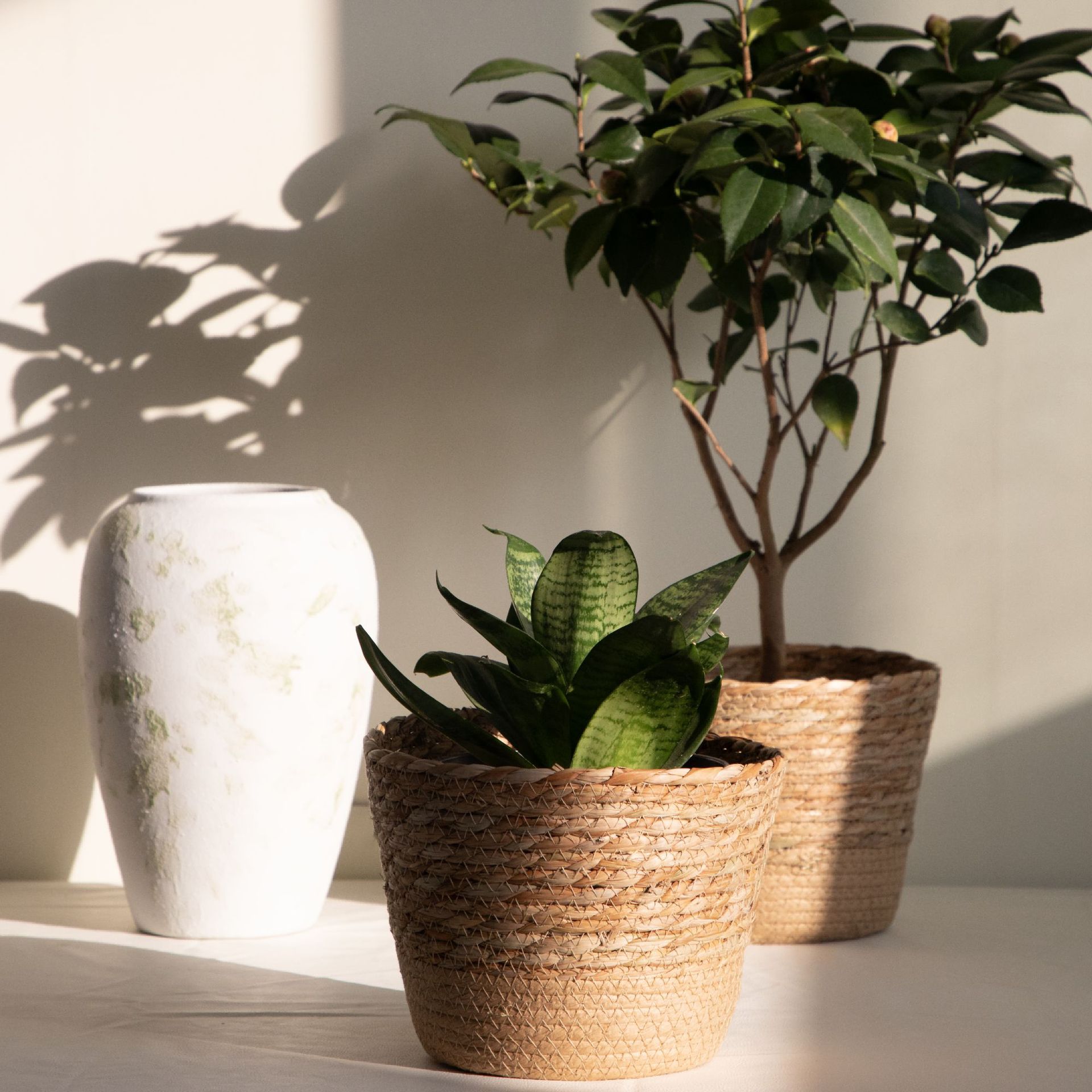 Multi-purpose Woven Storage Ba - Aloe Vera Pot ulasan dan harga