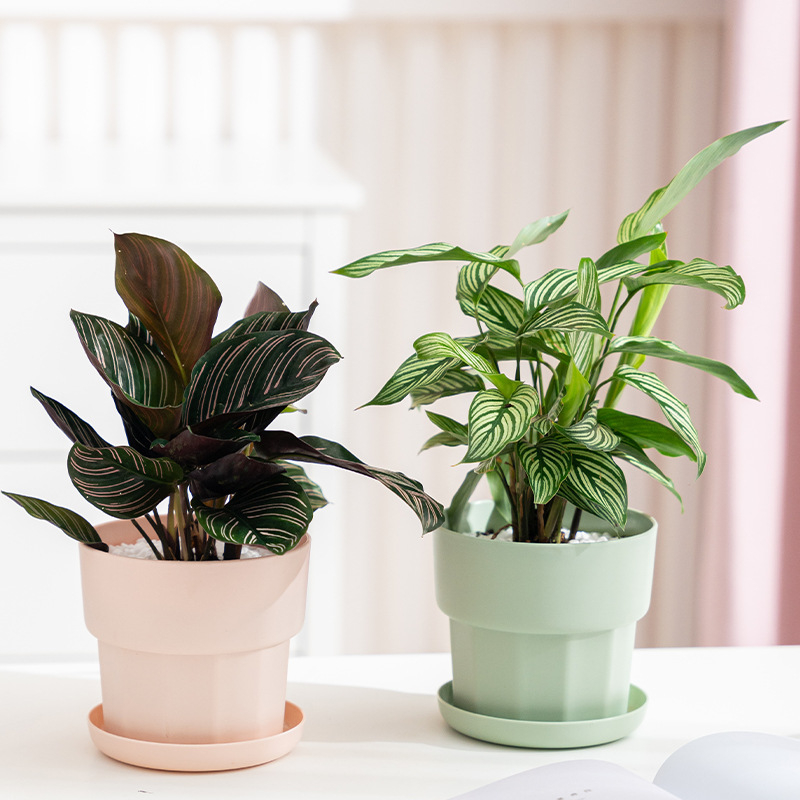 Nordic Minimalist Style Green  - Aloe Vera Pot ulasan dan harga